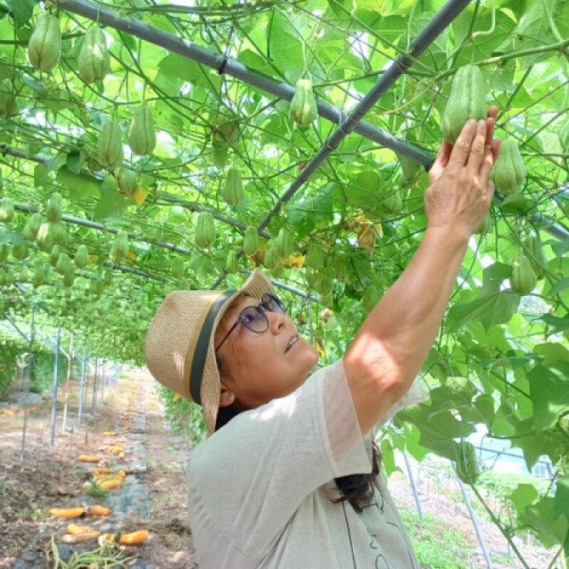 강원평창몰,평창 우렁각시농장 차요테 2kg